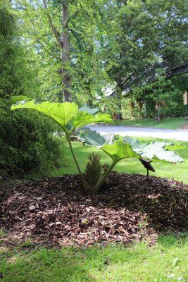Gunnera manicata - barota rukávovitá - celek